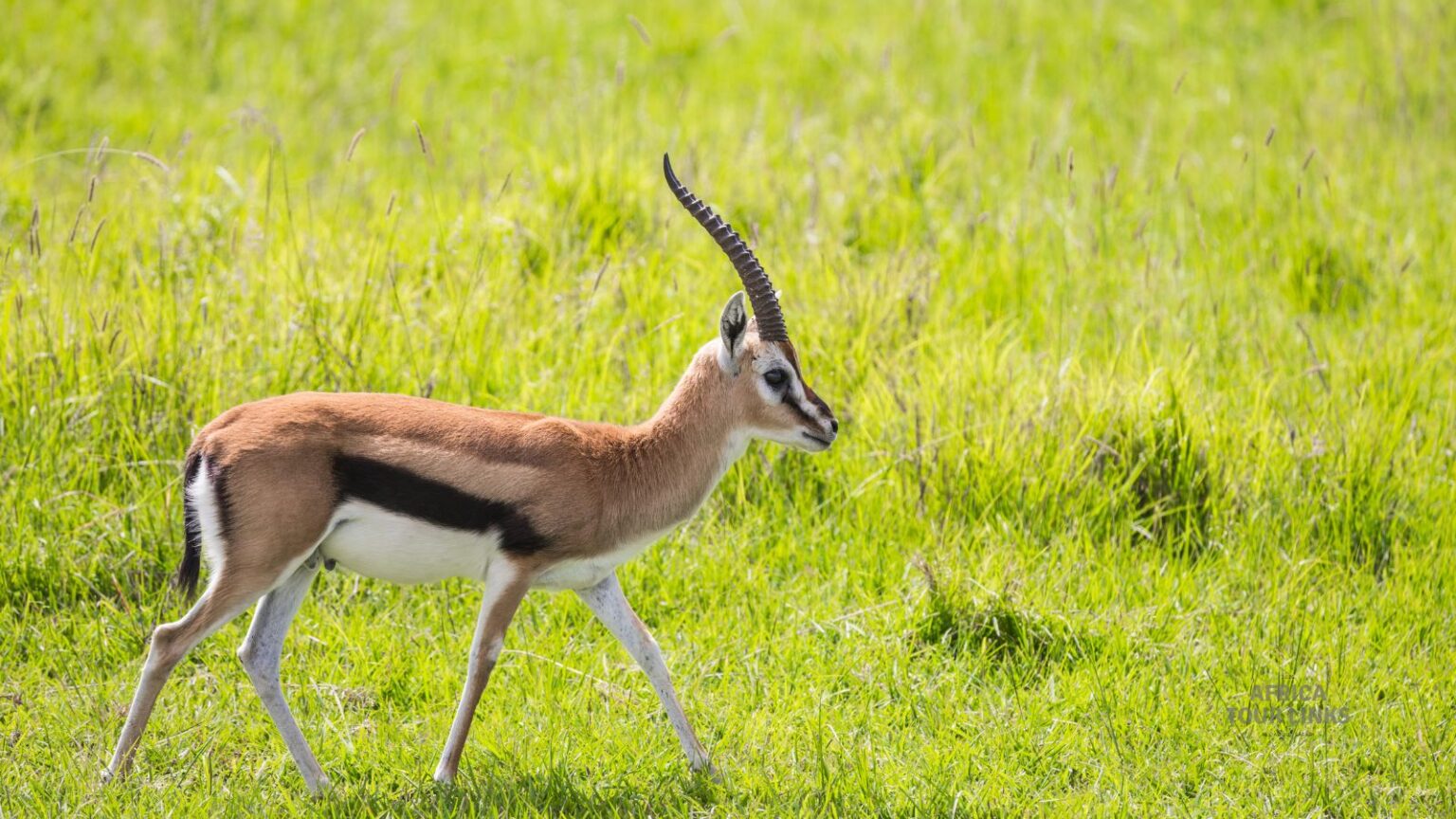 Wildlife-Africa-25-1