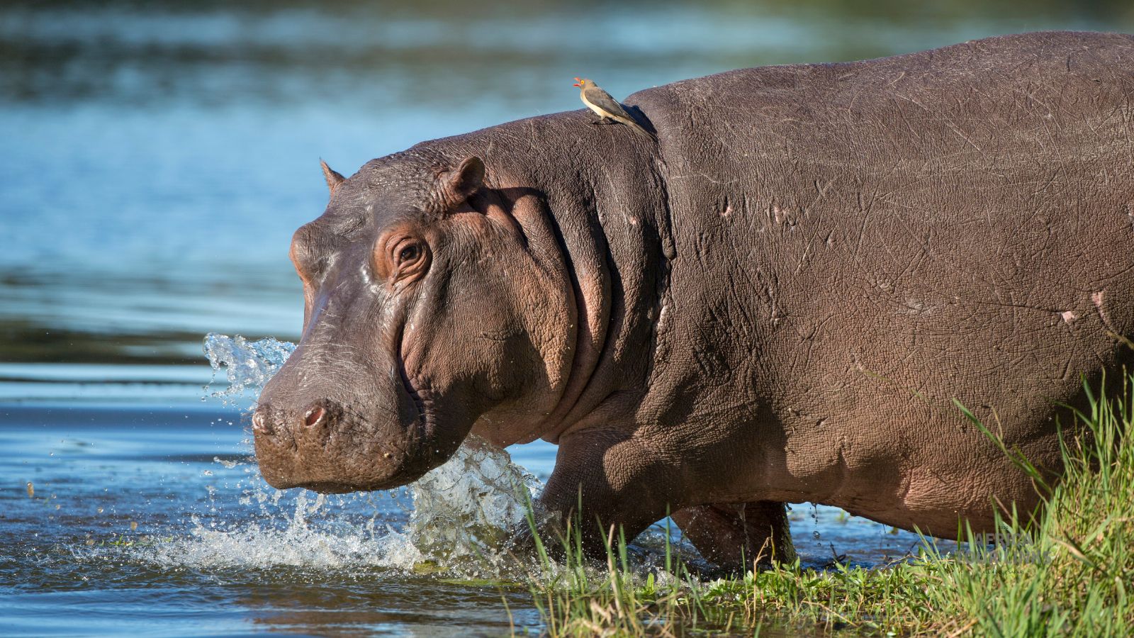 Wildlife-Africa-5