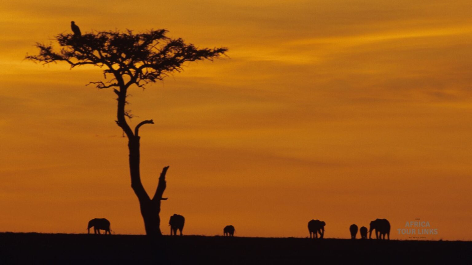 Wildlife-Africa-6
