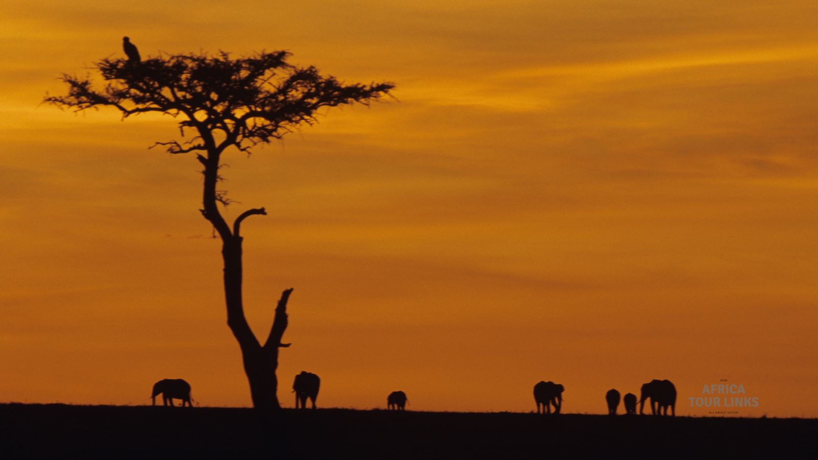 Wildlife-Africa-6