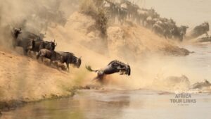 Great Migration in Serengeti: Follow the Wildebeest