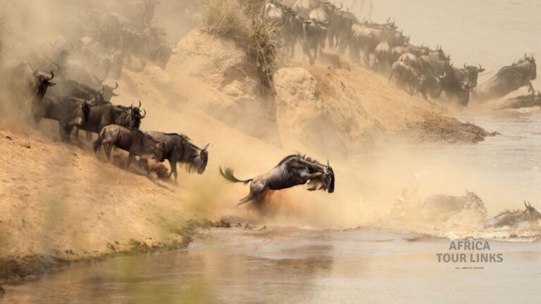 Great Migration in Serengeti: Follow the Wildebeest