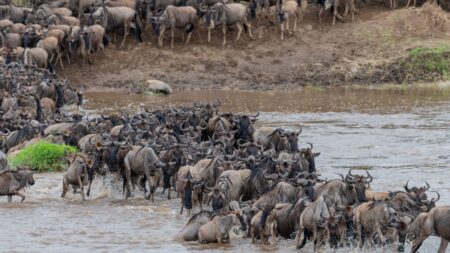 9-Days Tanzania Wildebeest Migration Safari