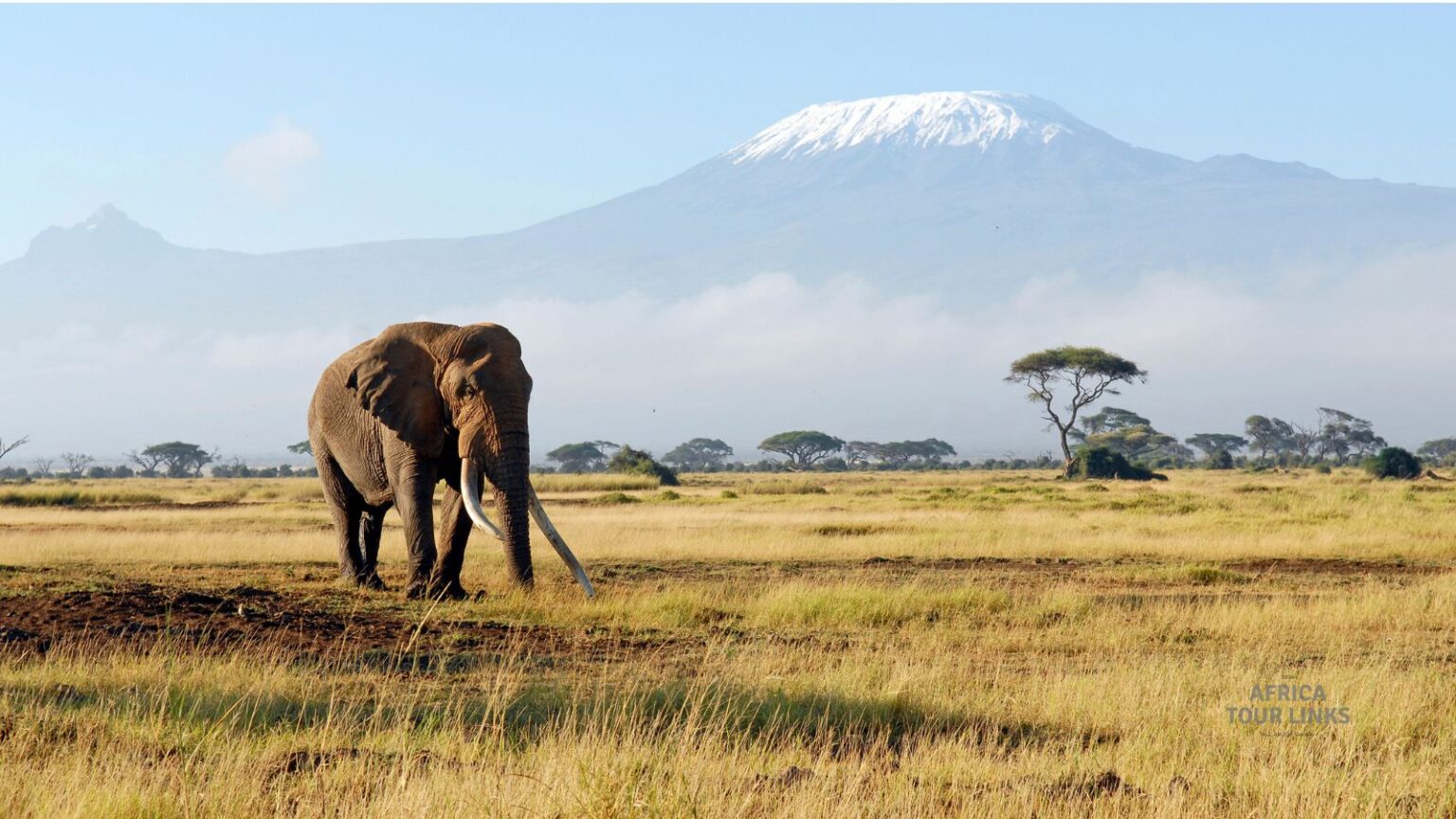 Wildlife Africa (3)