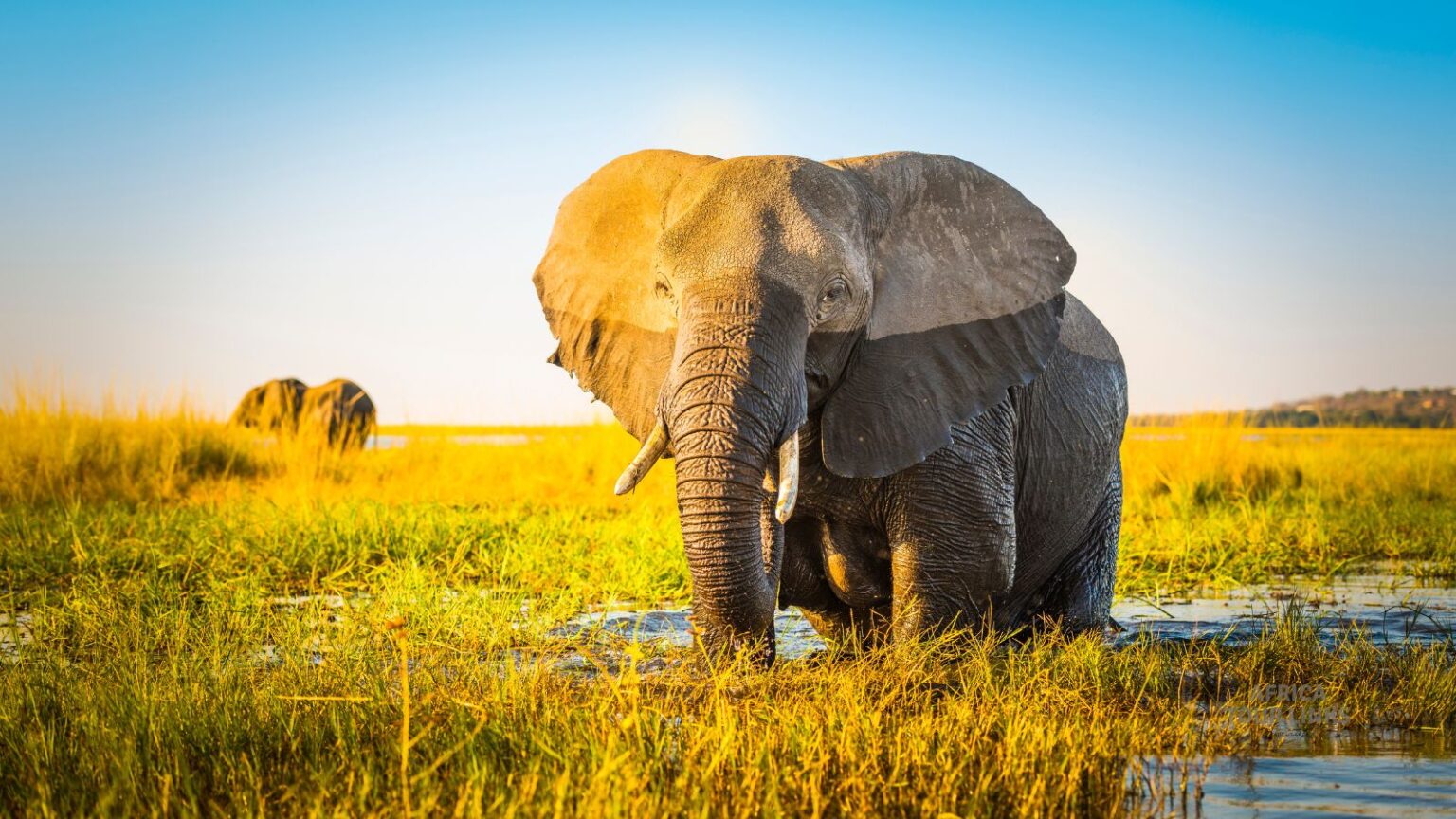 Wildlife-Africa-34