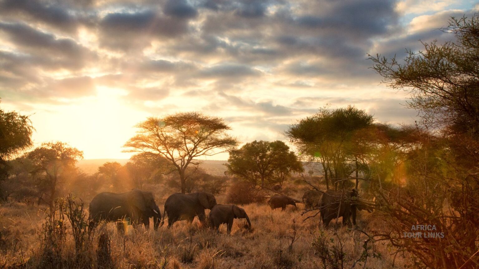 Wildlife-Africa-35