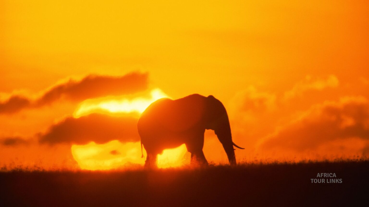 Wildlife-Africa-36
