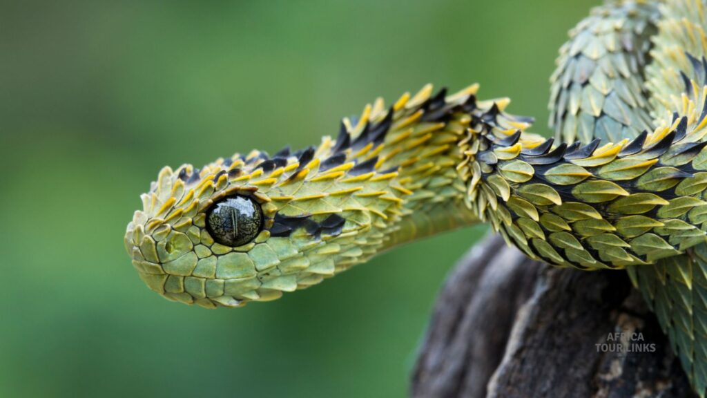 Meserani Snake Park
