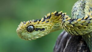 Meserani Snake Park