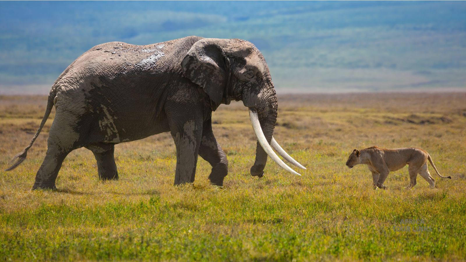 Wildlife-Africa-43