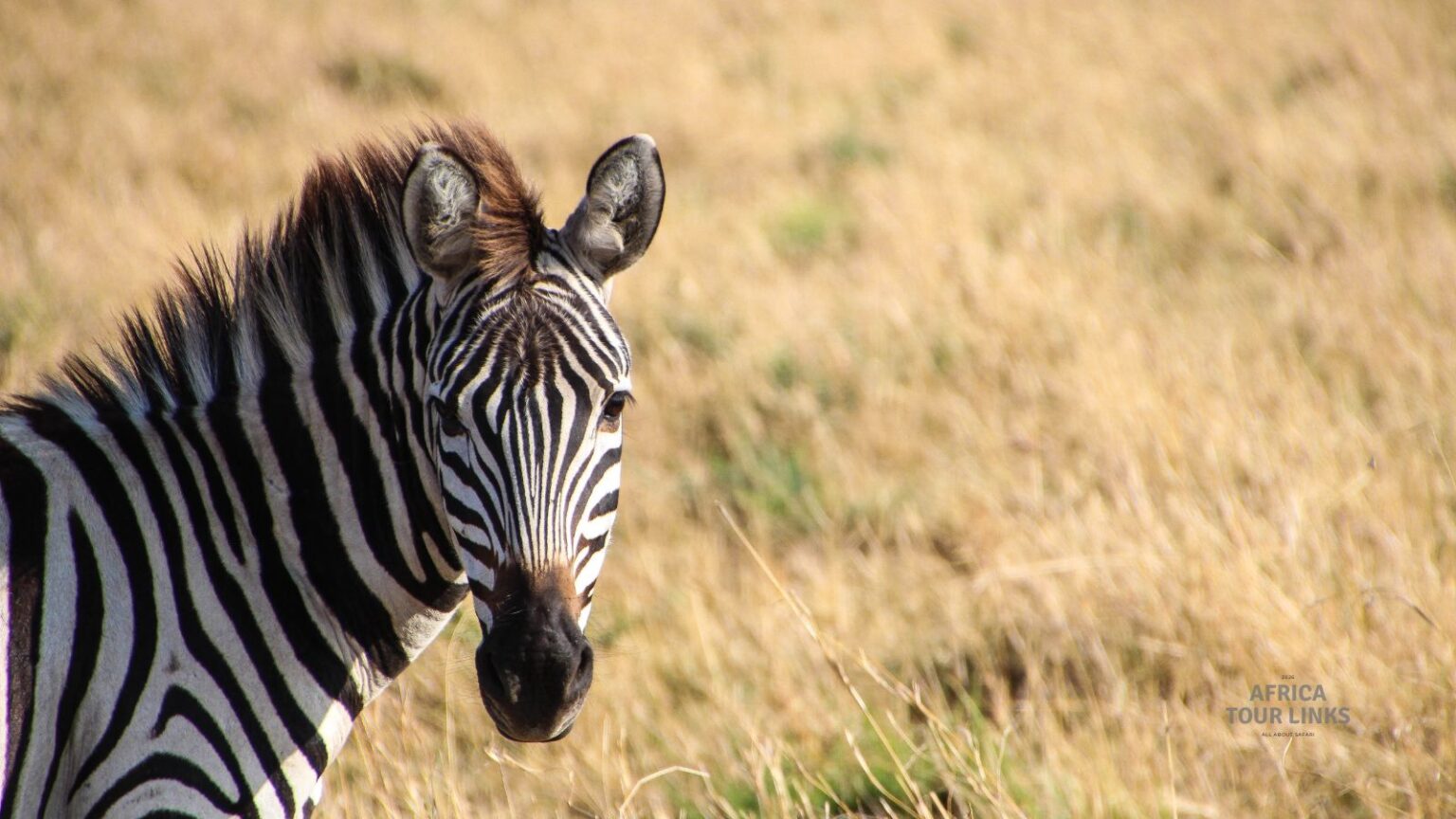 Wildlife-Africa-44