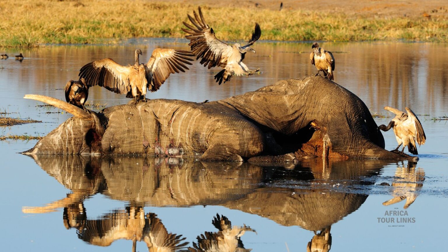 Wildlife-Africa-49