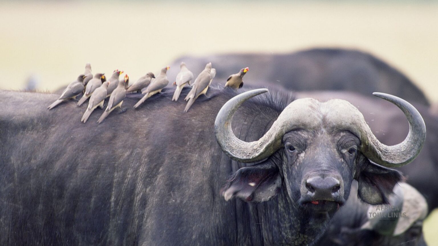 Wildlife-Africa-50