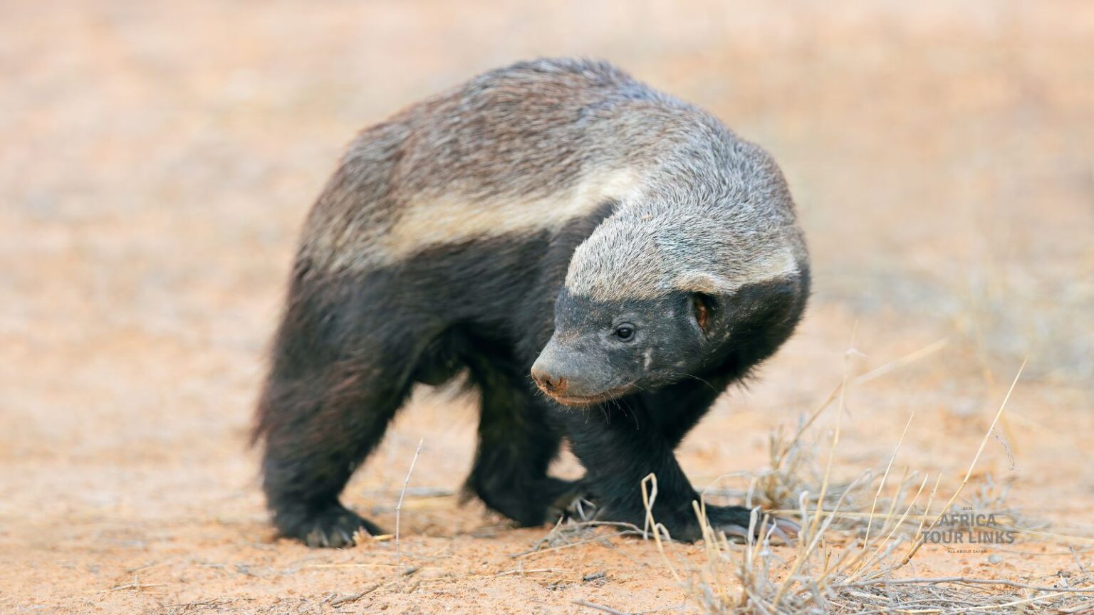 Wildlife-Africa-52