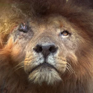 Scarface: The Lion Who Became Bigger Than His Own Story