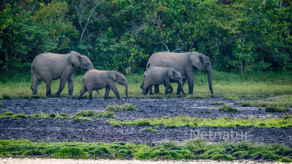 Tanzania: Elephants Have Their Old Route Back