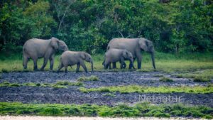Tanzania: Elephants Have Their Old Route Back