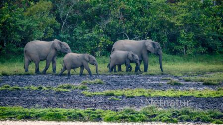 Tanzania: Elephants Have Their Old Route Back