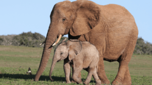 Tanzania: Elephants have their old route back