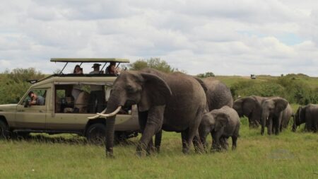 Tanzania Safari: Best National Parks, Wildlife & Travel Guide
