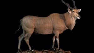 Lord Derby Eland: Africa’s Giant Antelope