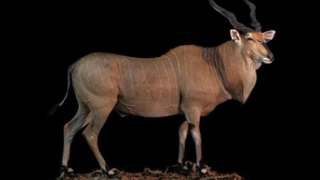 Lord Derby Eland: Africa’s Giant Antelope