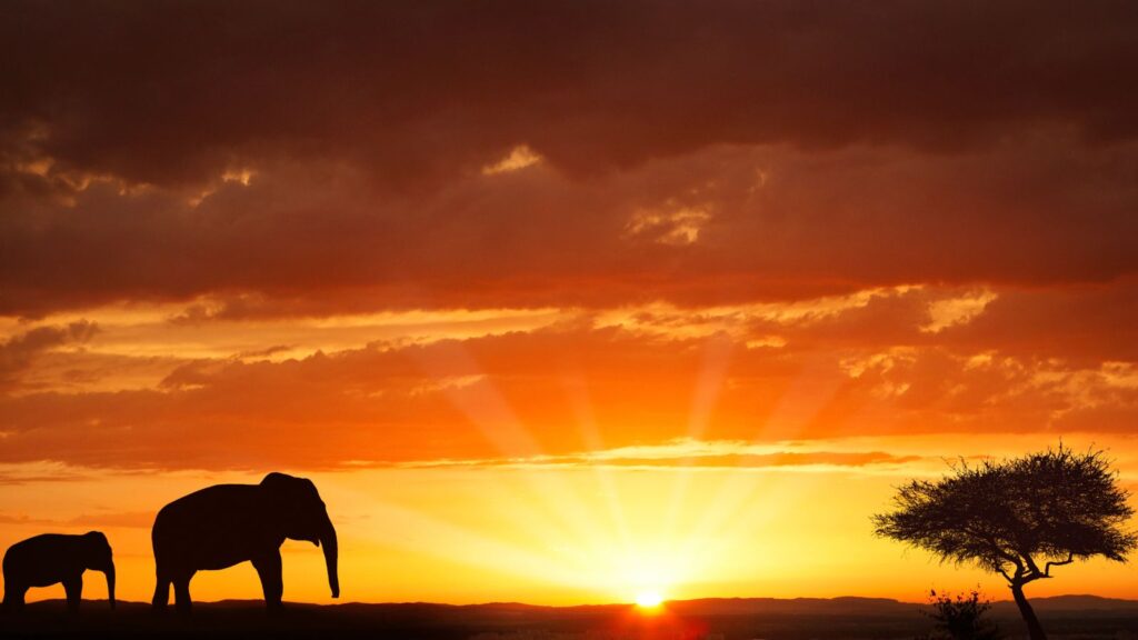 Christmas Safari in Tanzania: Celebrate Christmas in the Heart of Africa Christmas Safari in Tanzania: Celebrate Christmas in the Heart of Africa