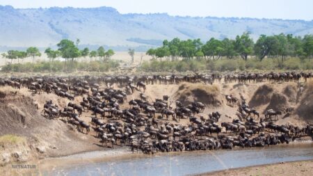 Christmas Tanzania Safari – Experience the Ndutu Calving Season