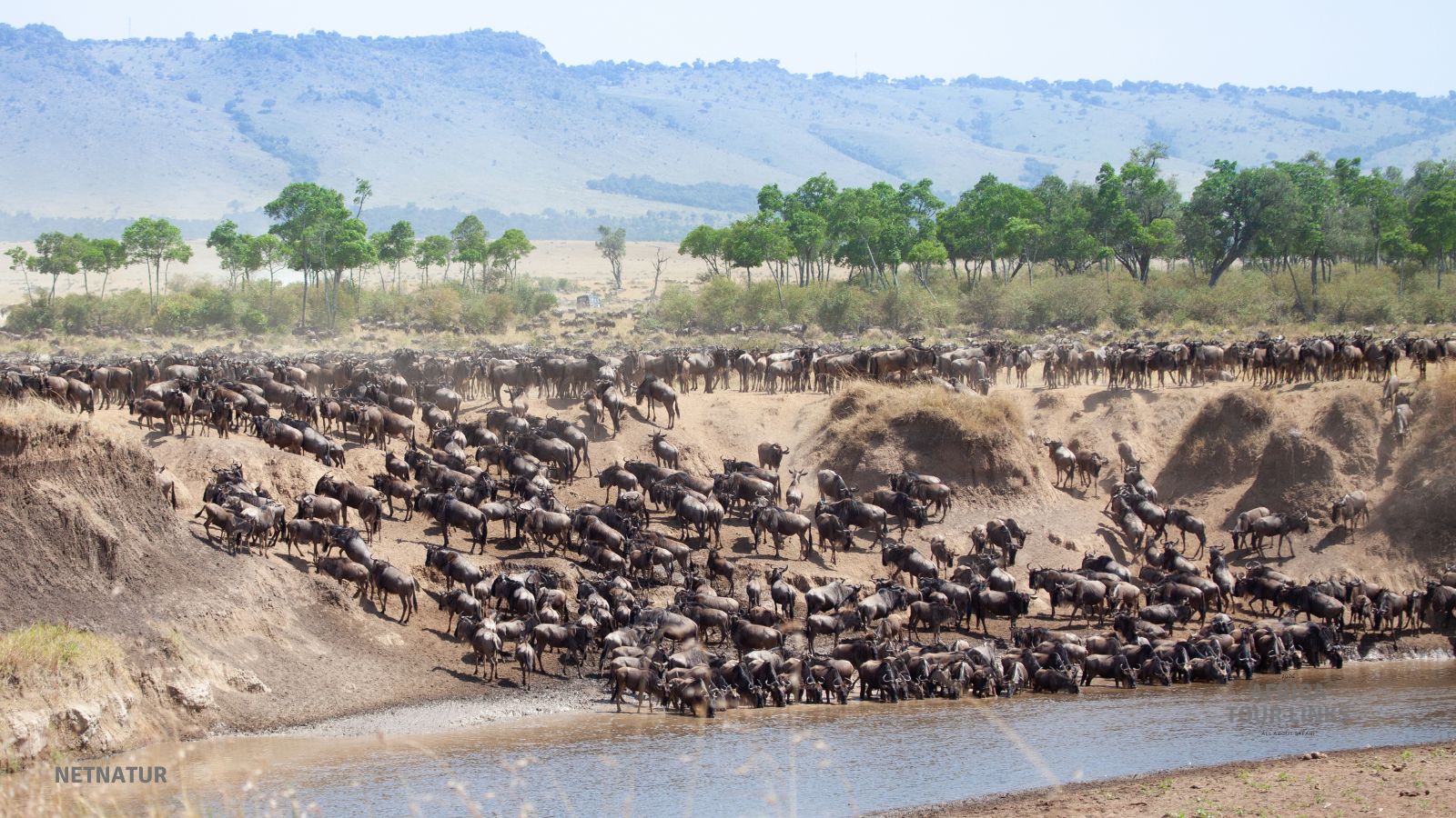 Wildlife-Africa-2
