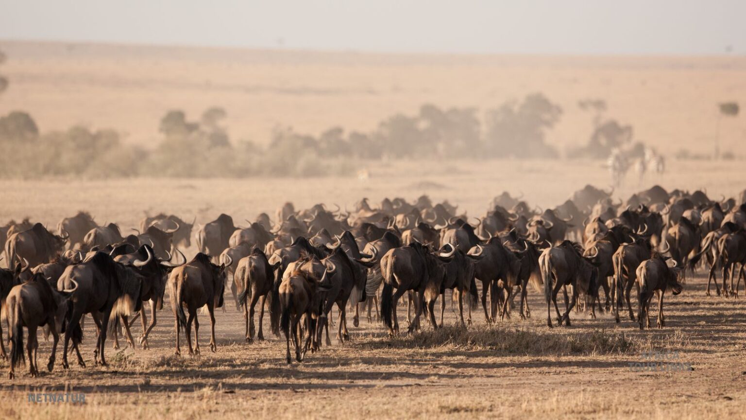 Wildlife Africa (3)