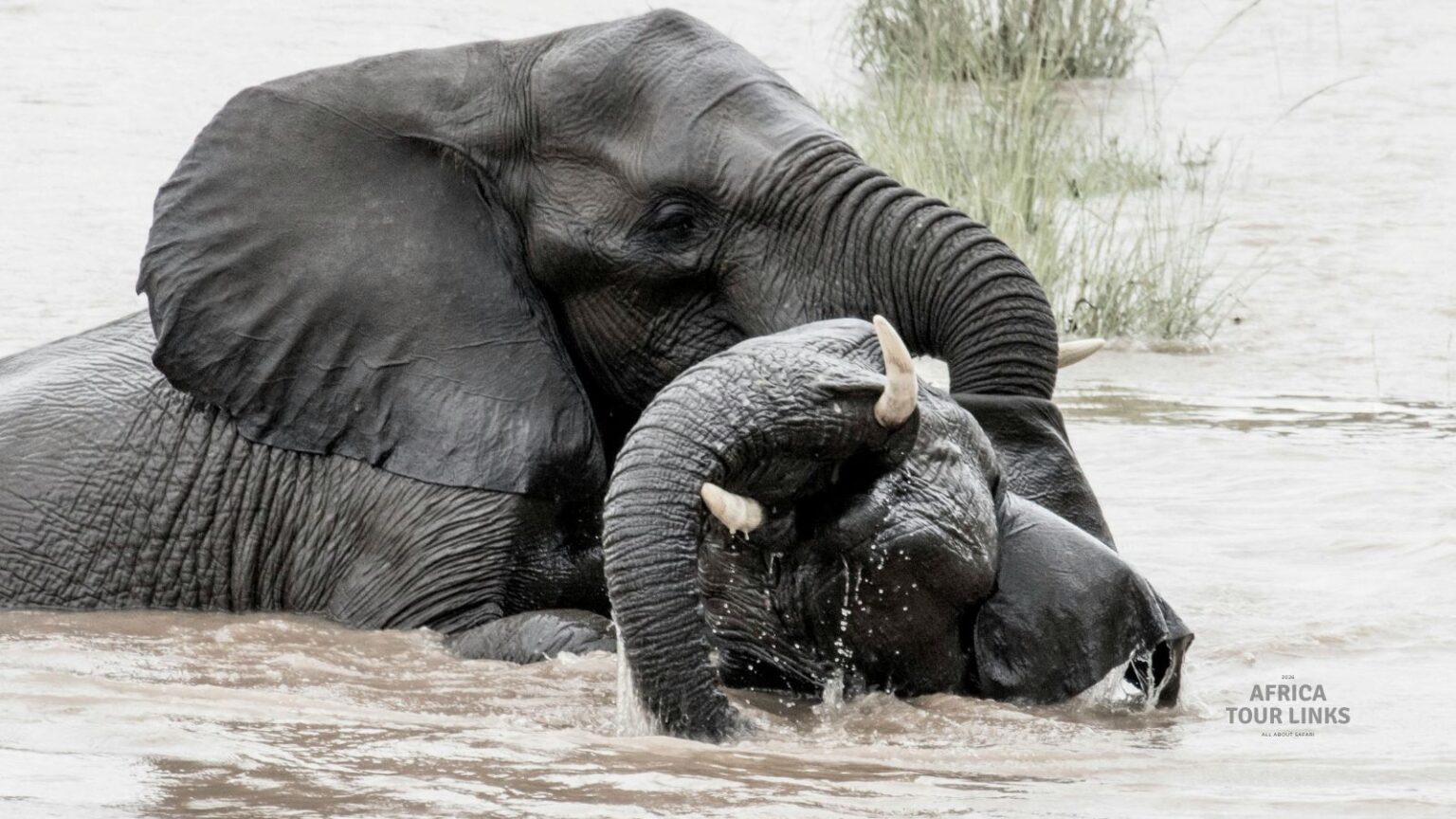 Wildlife-Africa-33