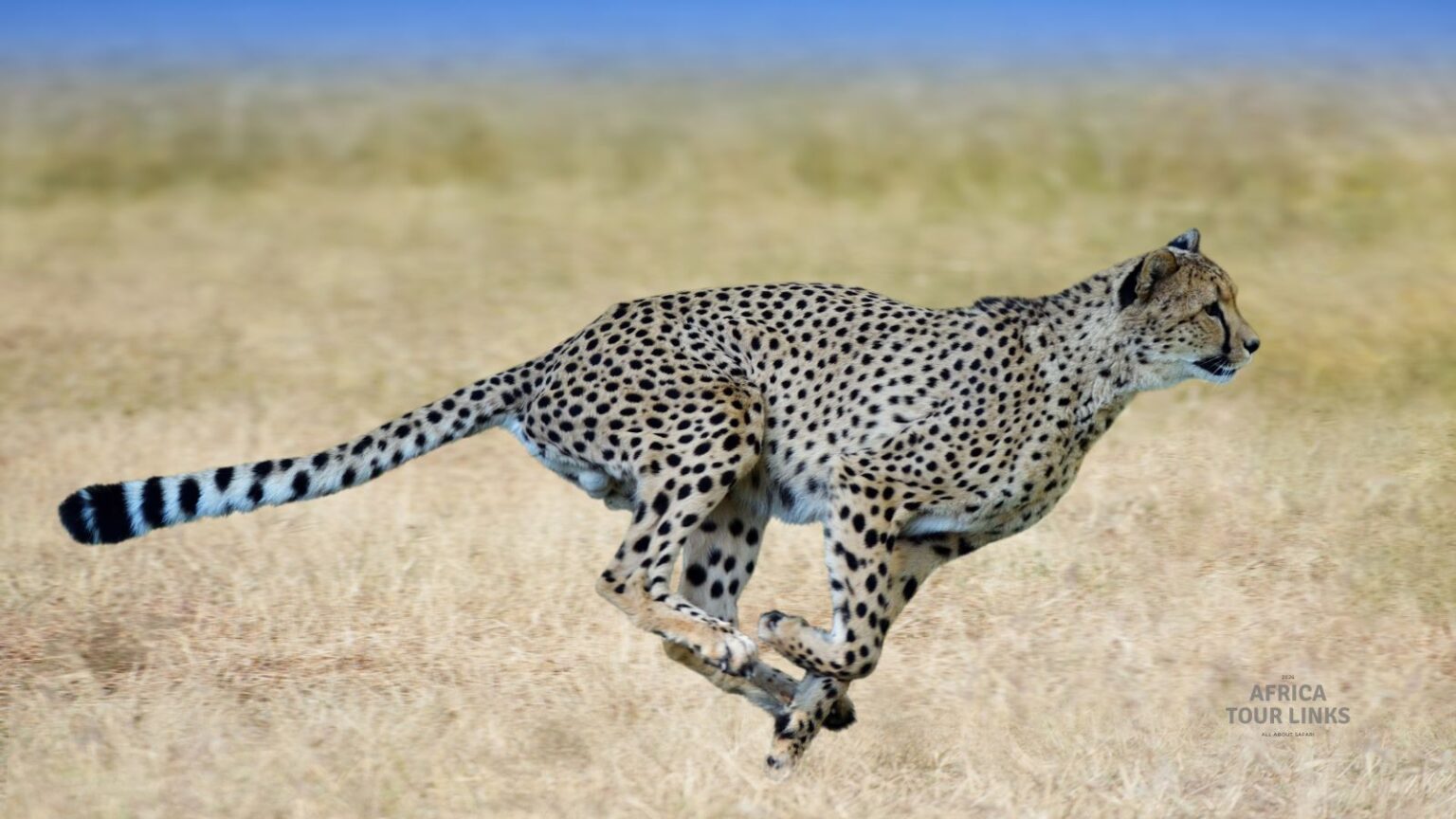 Wildlife-Africa-40