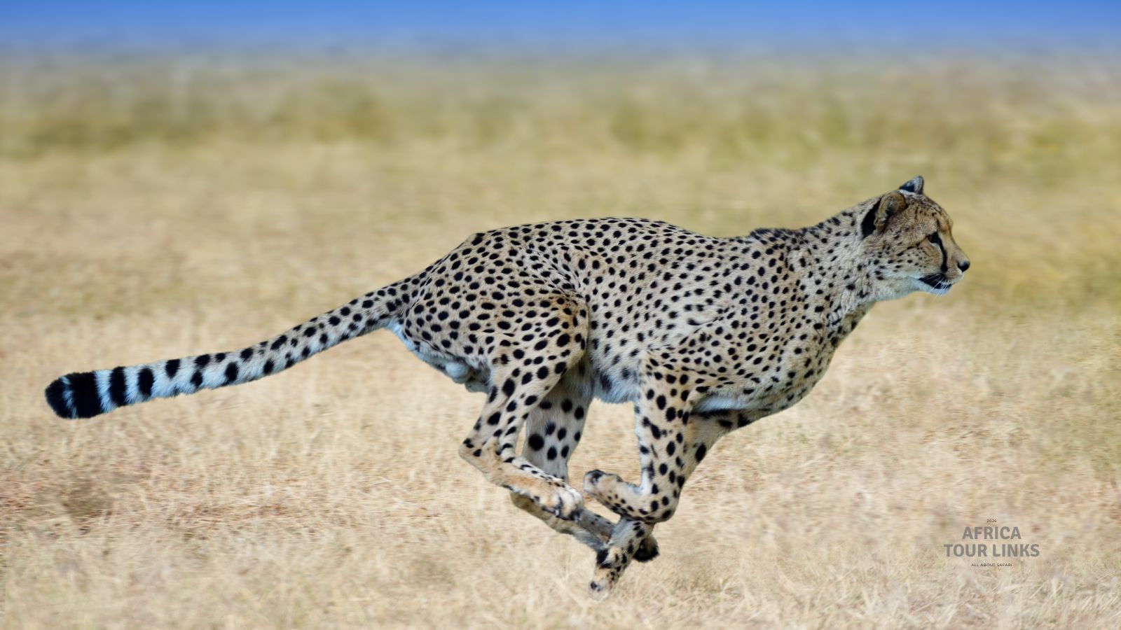 Wildlife-Africa-40
