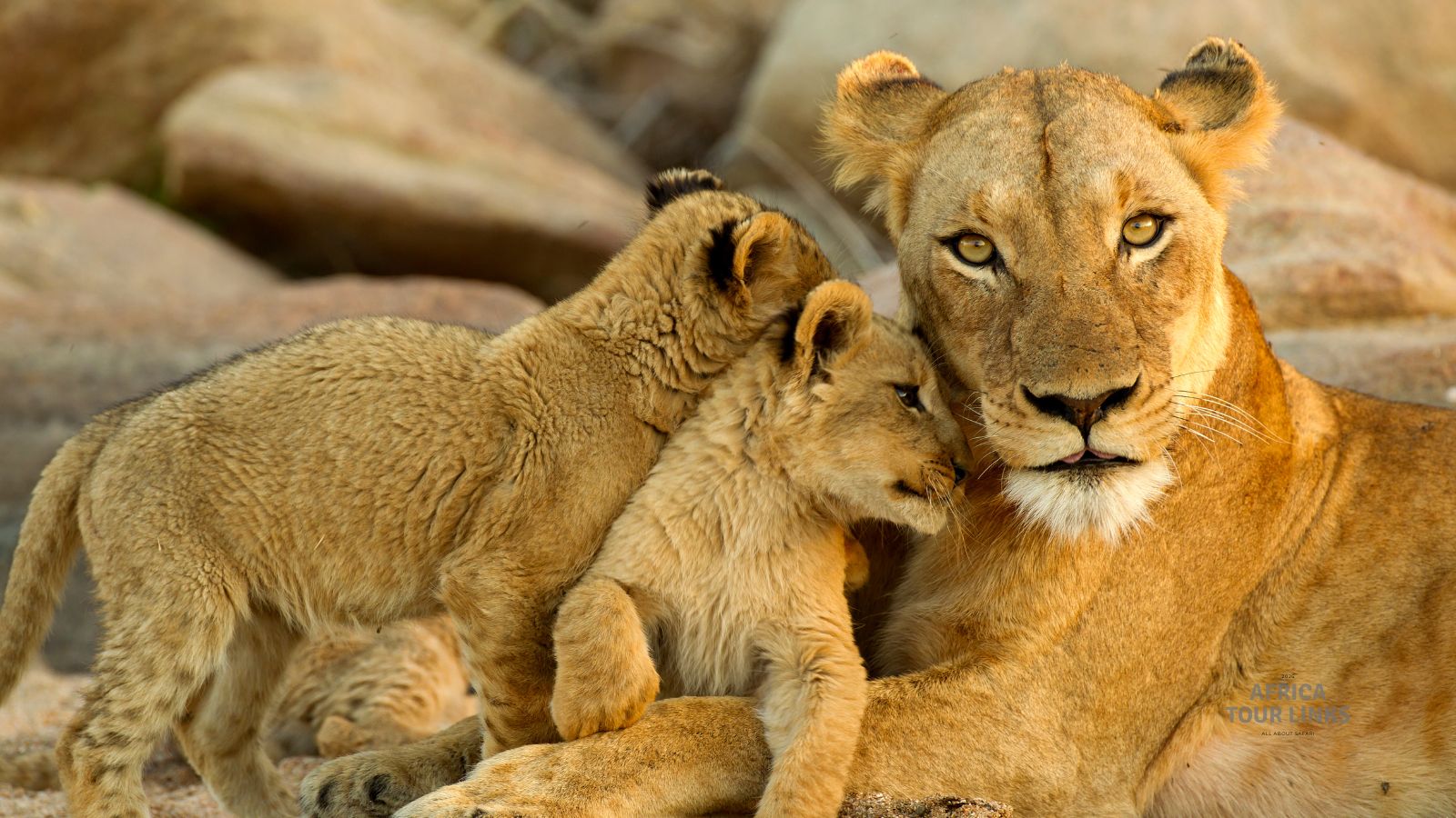 Wildlife-Africa-41
