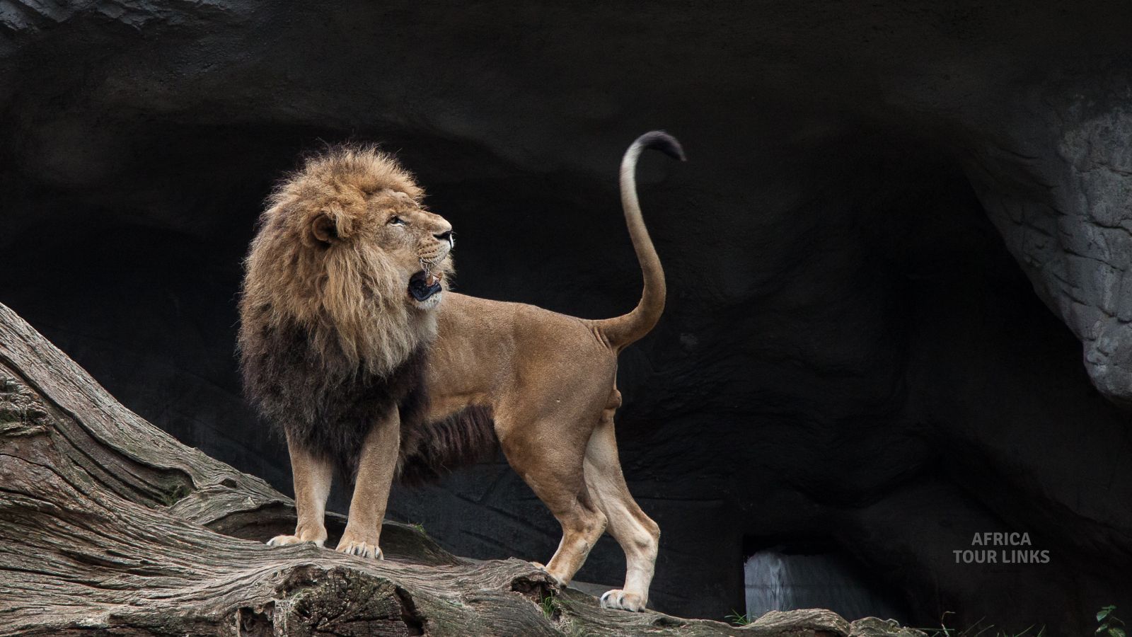 Wildlife-Africa-42