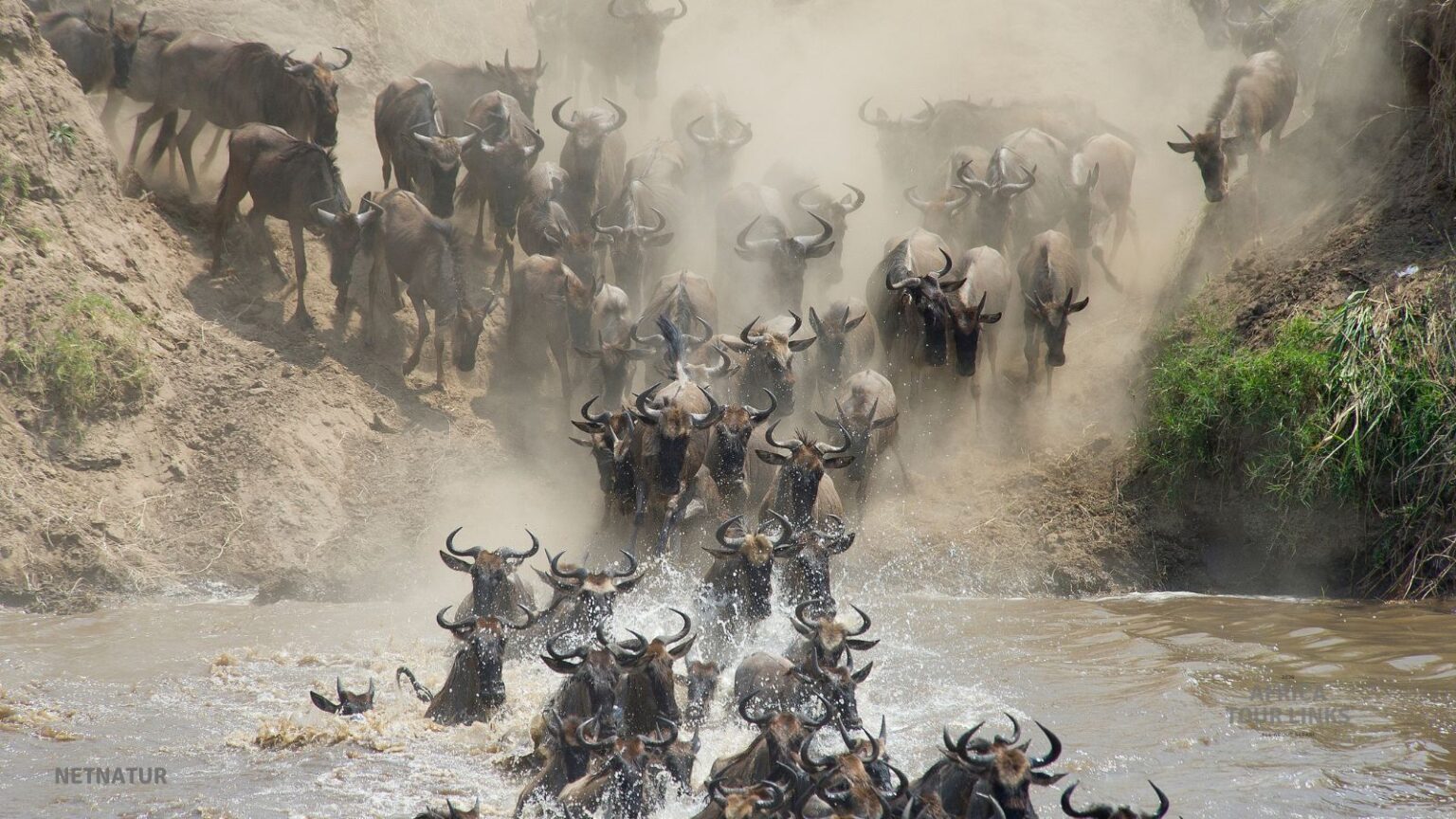 Wildlife Africa (5)