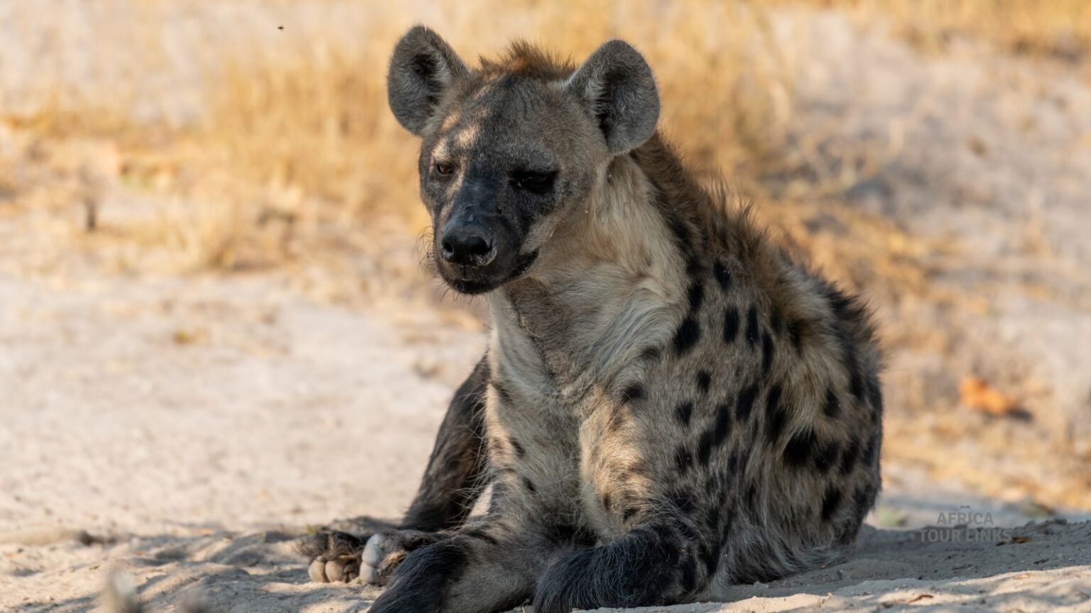 Wildlife-Africa-54