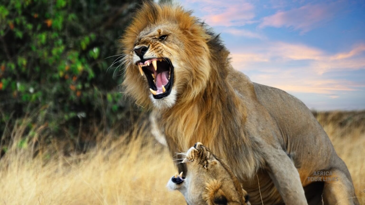Wildlife-Africa-56