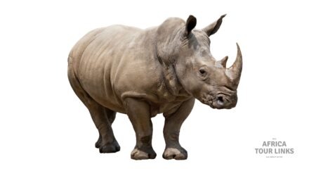 7-Day Rhino Ngorongoro Crater Safari