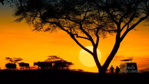 What If Your Christmas Began with Lions, Elephants and an African Sunrise?