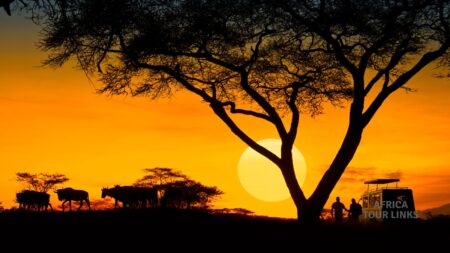 What If Your Christmas Began with Lions, Elephants and an African Sunrise?