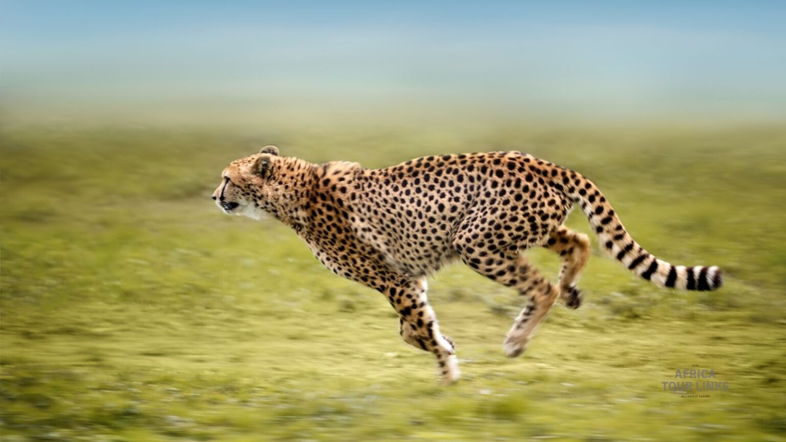 Wildlife-Africa-