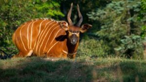 mountain bongo Kenya