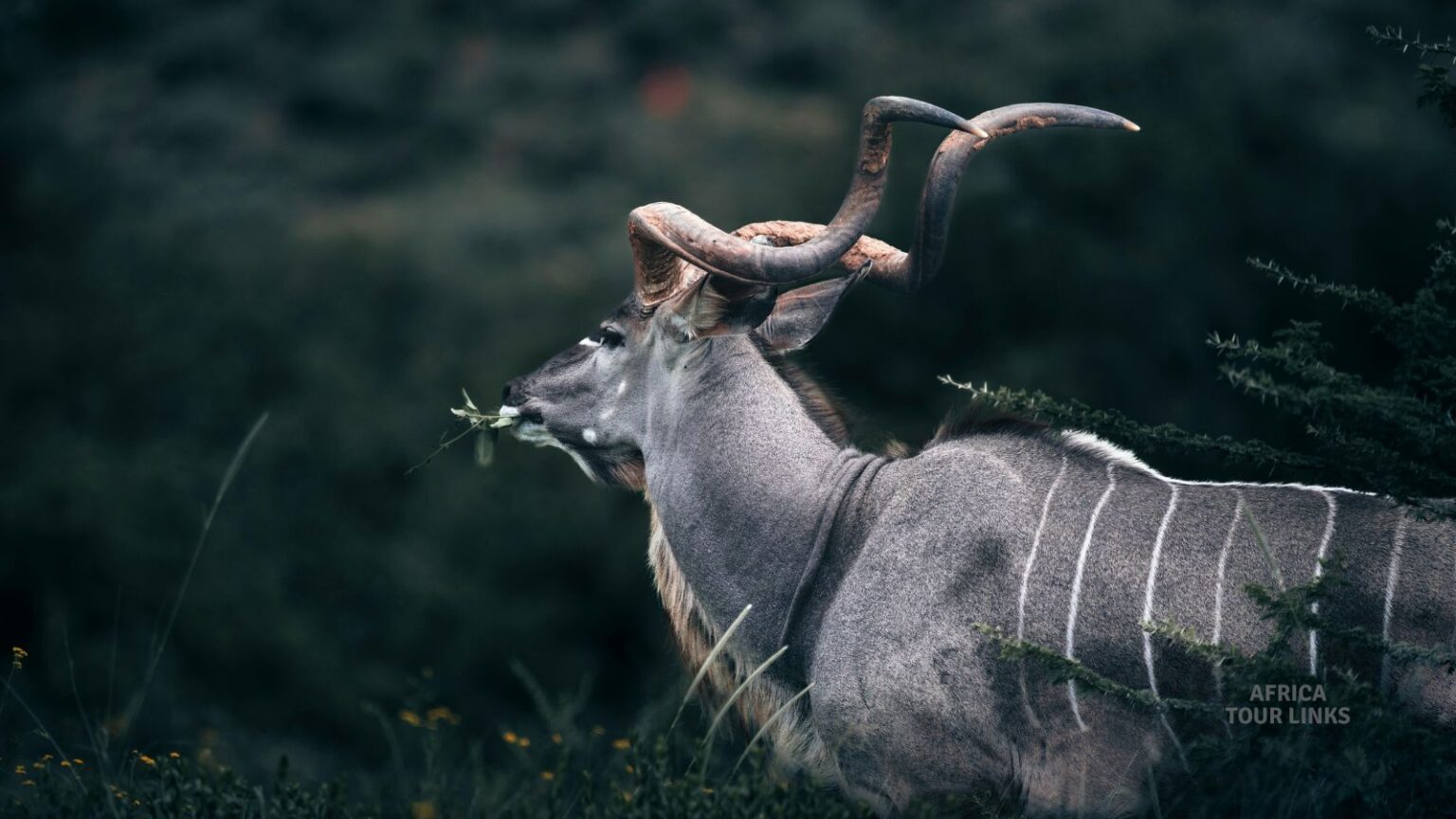 Wildlife-Africa-1