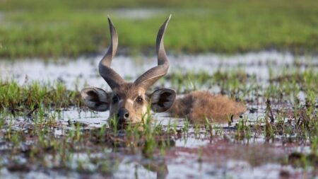 Africa’s most remarkable spiral-horned antelopes